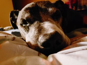 Close-up of dog resting on bed