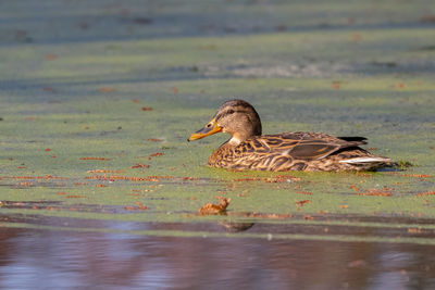 Duck swimming in lake