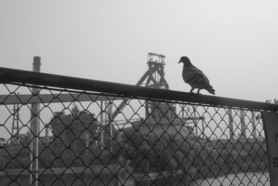 Low angle view of bird perching on chainlink fence against clear sky