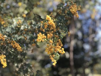 Close-up of flowering plant