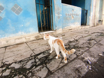 Cat lying on wall of building