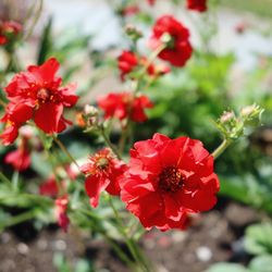 Close-up of red flowering plants