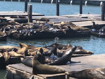 High angle view of sea lion on shore