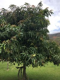 Close-up of fruit tree