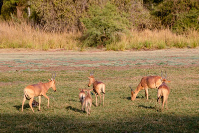 Horses in a pasture