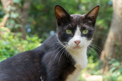 Close-up portrait of a cat