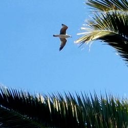 Low angle view of bird flying against clear sky