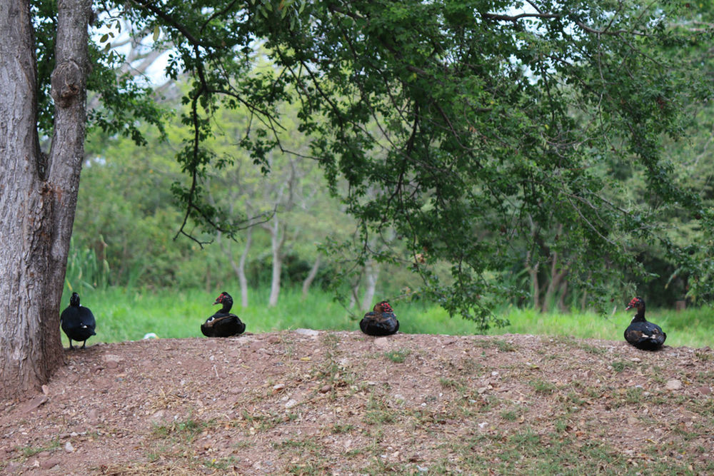 tree, bird, nature, green color, outdoors, growth, no people, grass, day, animals in the wild, beauty in nature