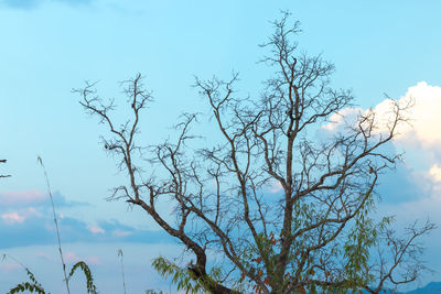 Low angle view of silhouette tree against sky