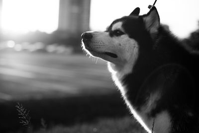 Close-up of dog against sky