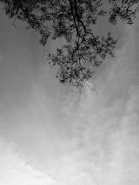 Low angle view of trees against sky