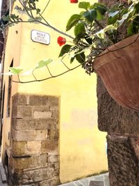 Close-up of potted plant against wall