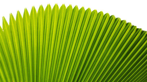 Close-up of palm leaves