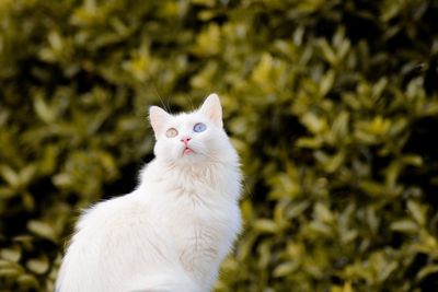 Close-up of cat looking up while standing against plants