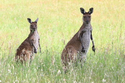 Portrait of sheep in a sunlight