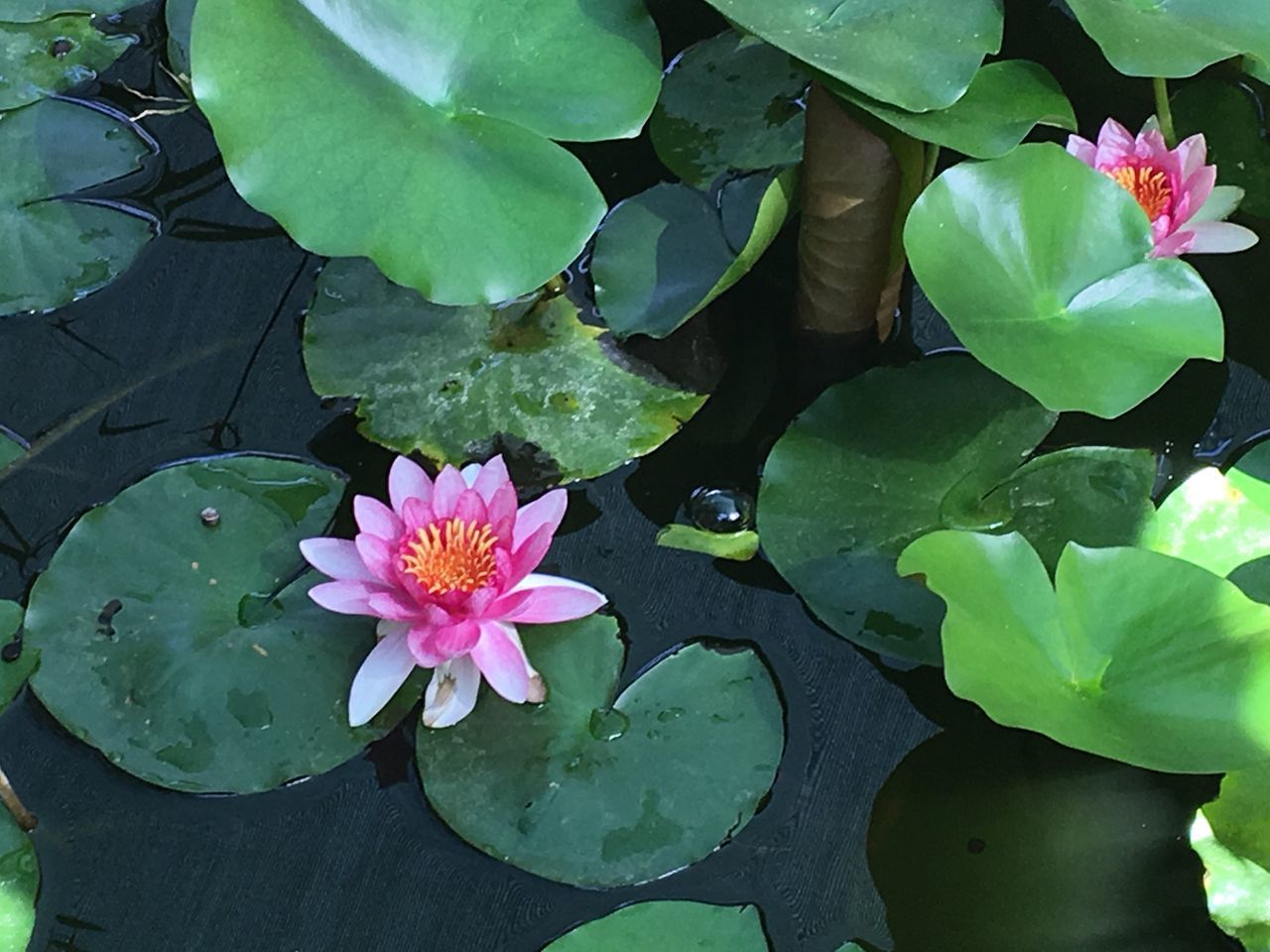 leaf, flower, water, freshness, nature, water lily, beauty in nature, lotus water lily, fragility, floating on water, pink color, growth, plant, lily pad, green color, petal, close-up, flower head, lotus, outdoors, no people, day