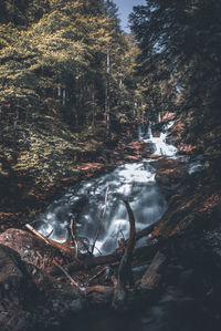 Scenic view of waterfall in forest