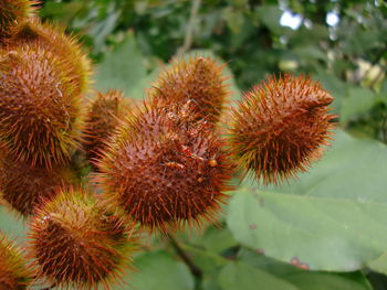 Close up of plant