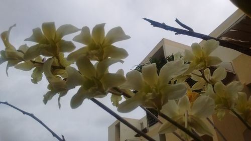 Close-up of white flowers