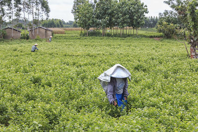 Farmers working at farm