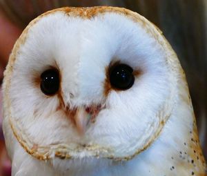 Close-up portrait of owl