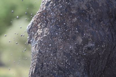 Close-up of muddy elephant