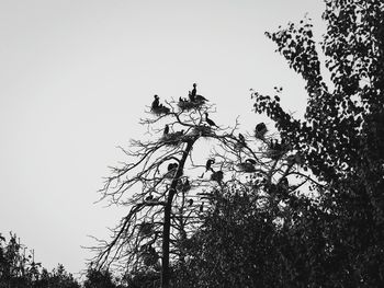 Low angle view of tree against clear sky