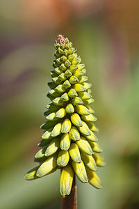 Close-up of plant growing outdoors