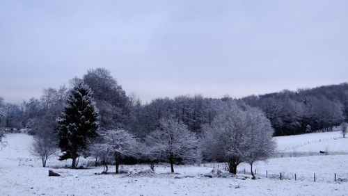 Bare trees on snow covered field