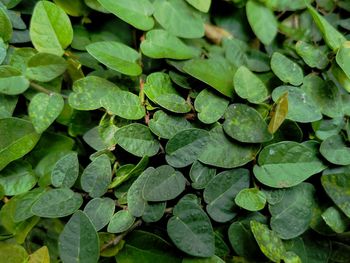 Full frame shot of leaves