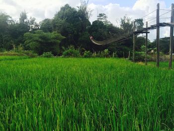 Scenic view of agricultural field against sky