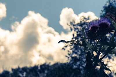 Close-up of flowers against sky