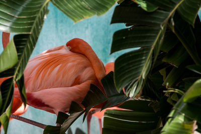 Flamingo seen through plants
