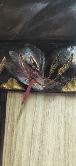 Close-up of dead fish on wood