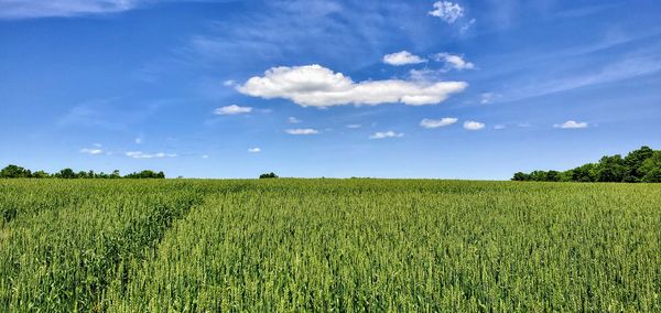 Scenic view of agricultural field against sky