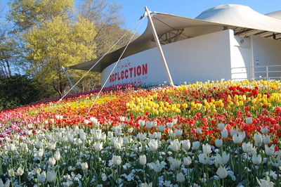 Colorful flowers growing in park