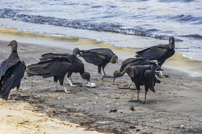 Tropical black vultures eat fish carcass rio de janeiro brazil.