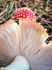 Close-up of mushroom growing on field