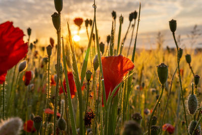 Close-up of poppies on field against sky during sunset