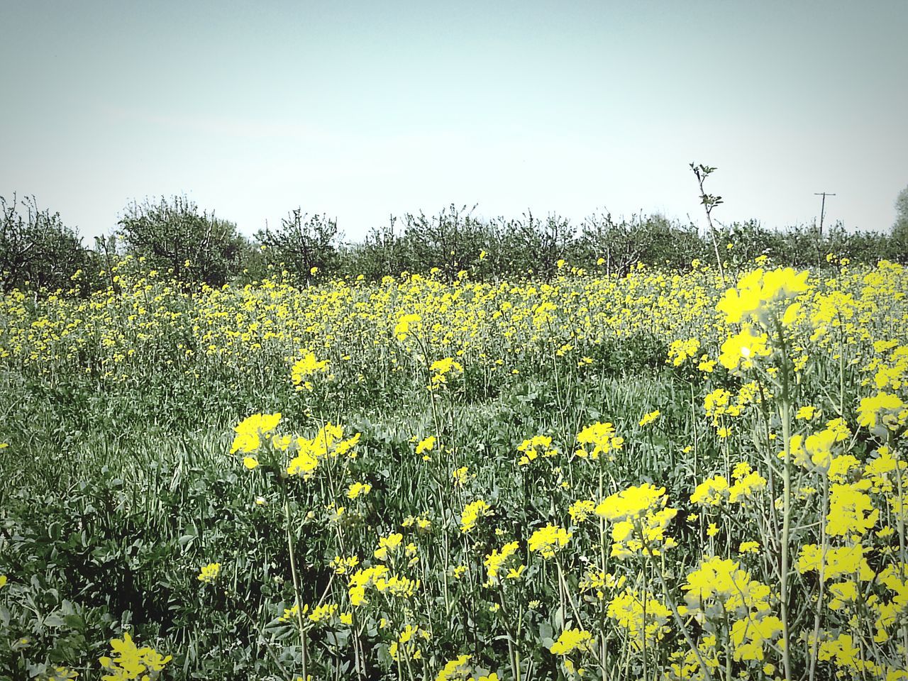 flower, yellow, freshness, growth, beauty in nature, field, clear sky, fragility, nature, rural scene, agriculture, blooming, copy space, plant, abundance, tranquil scene, landscape, tranquility, oilseed rape, in bloom