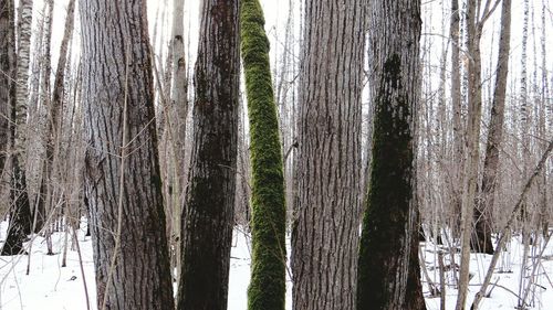 Close-up of tree trunk in forest