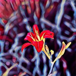 Close-up of red flowers