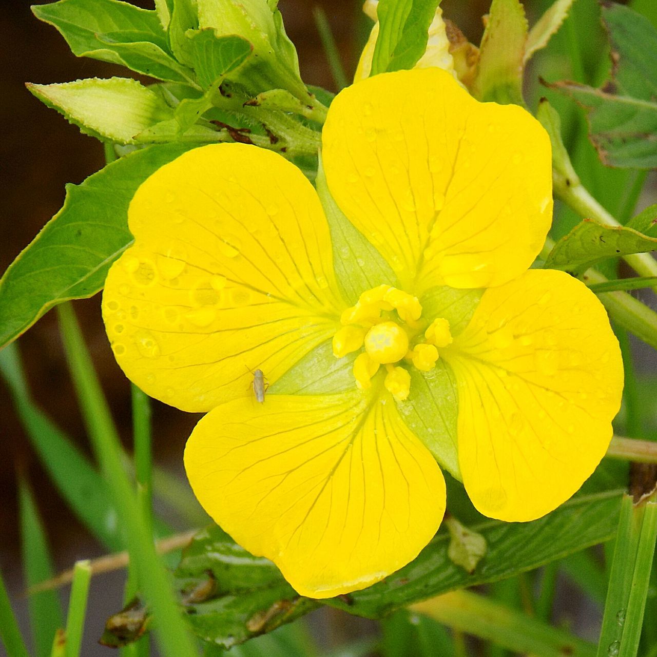 yellow, flower, plant, nature, growth, beauty in nature, petal, leaf, fragility, flower head, close-up, outdoors, blossom, no people, freshness, day