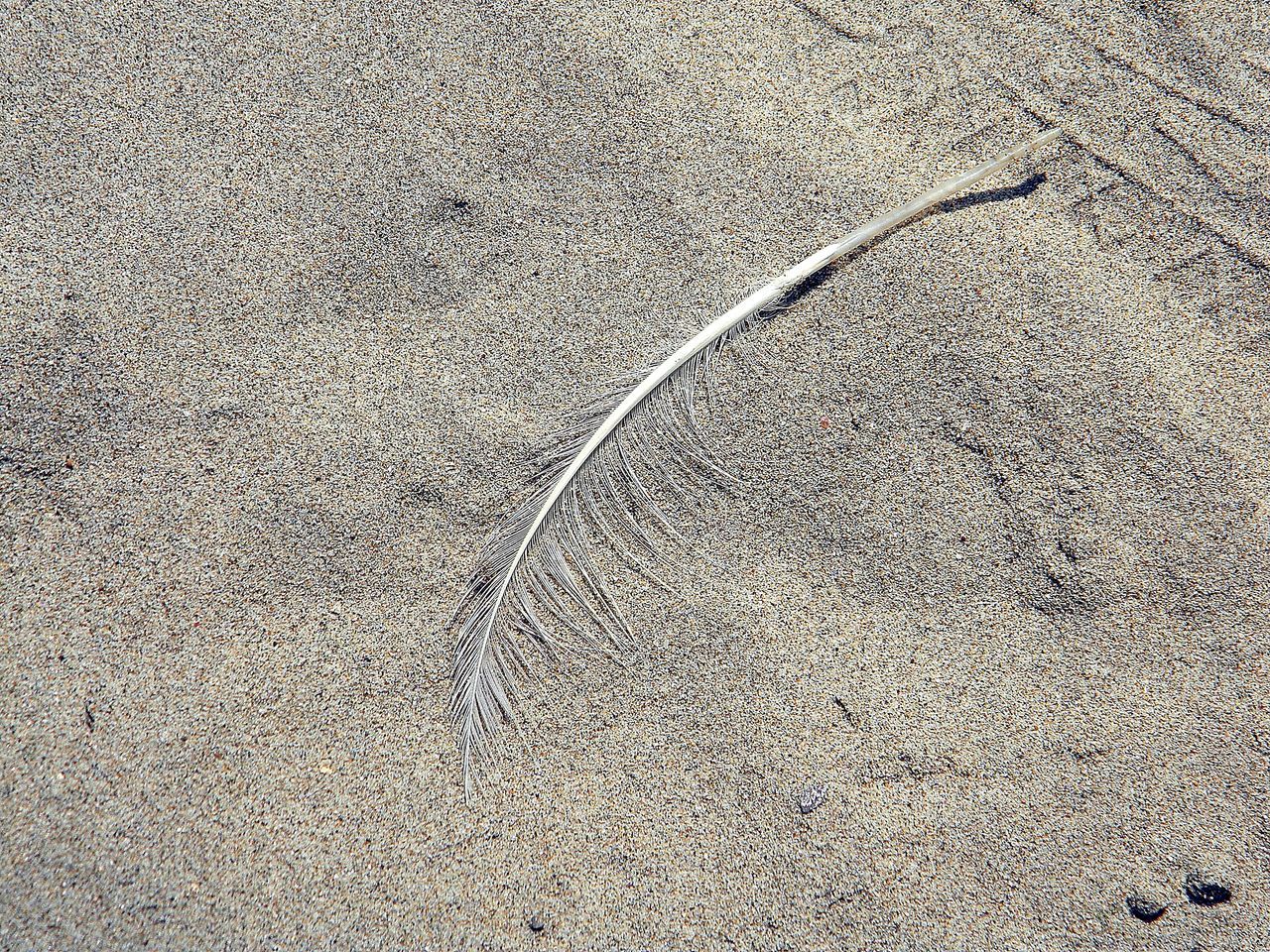 Seagull feather