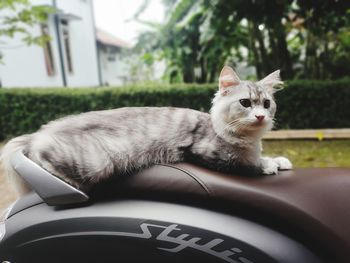 Portrait of a cat resting