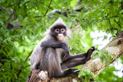 Monkey sitting on tree branch