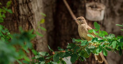 Bird perching on tree trunk