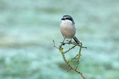 Close-up of bird perching on branch