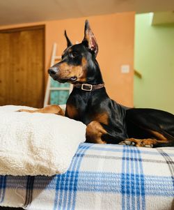 Portrait of dog relaxing on bed at home