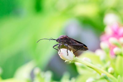 Close-up of insect on plant